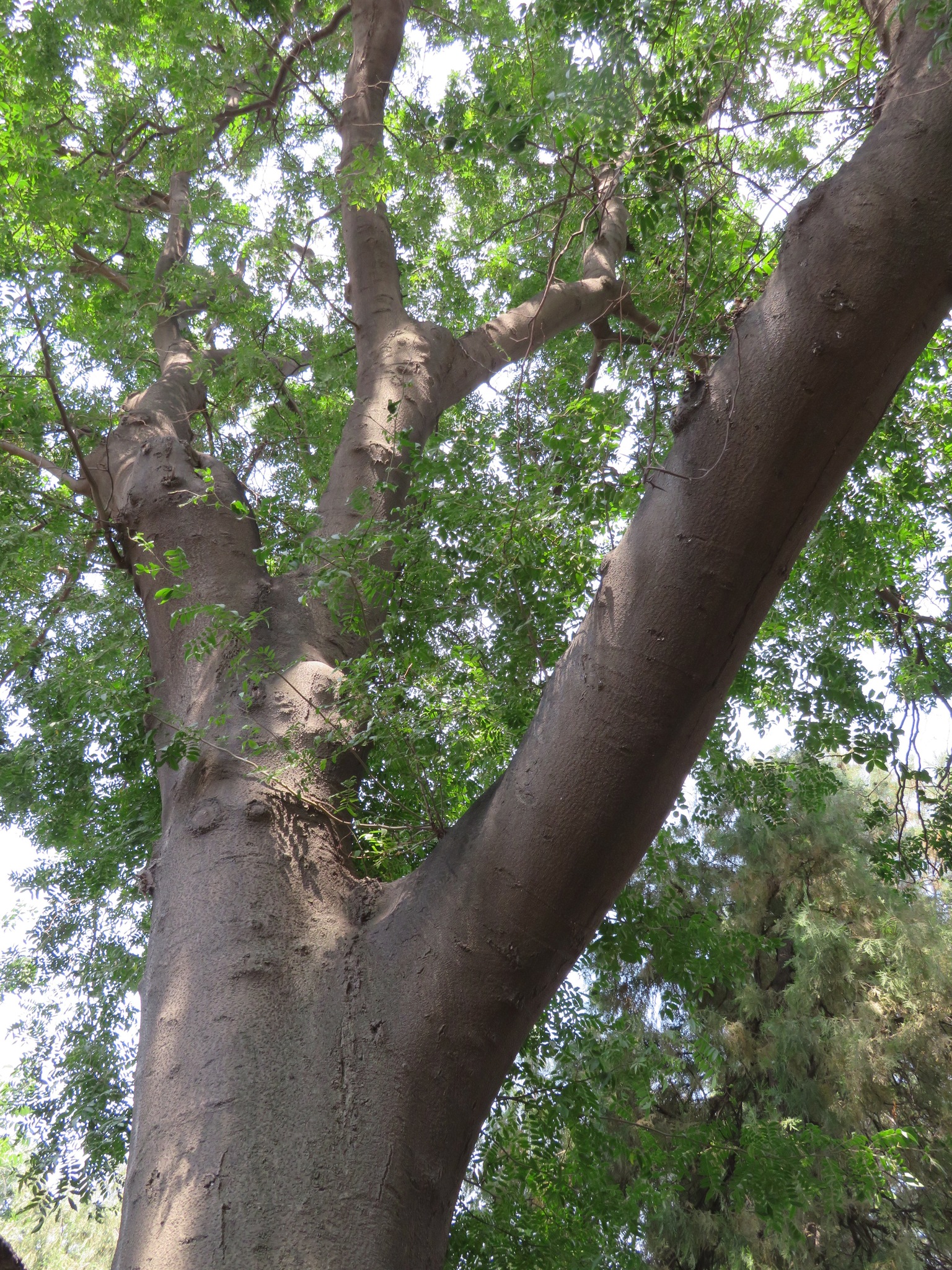 Chinese Honey-Locust (Gleditsia sinensis)