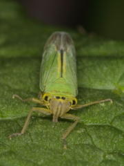 Cicadella viridis