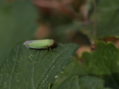 Cicadella viridis