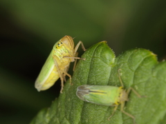 Cicadella viridis