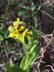 Dilleniaceae