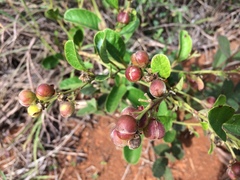 Dilleniaceae