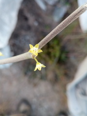 Cynanchum mahafalense