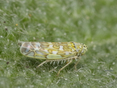 Eupteryx melissae