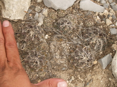 Coryphantha neglecta