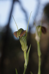 Pterostylis grandiflora