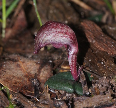 Corybas aconitiflorus