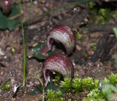Corybas aconitiflorus