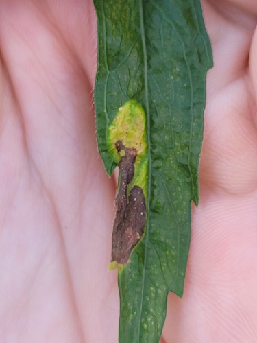 Parectopa plantaginisella photo 5