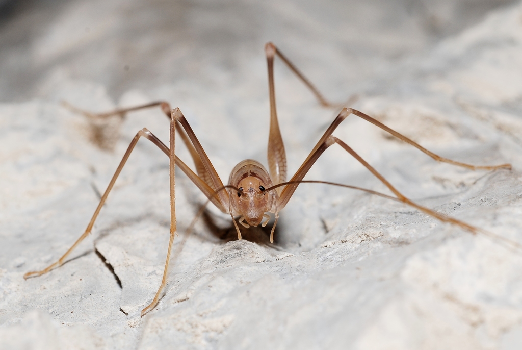 Azam's Cave-cricket