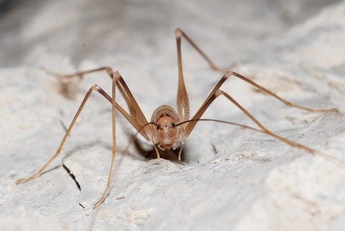 Azam's Cave-cricket
