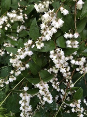 Deutzia