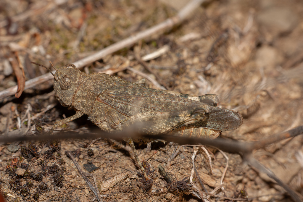 Pseudoceles