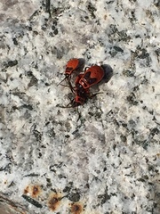 Pyrrhocoris apterus