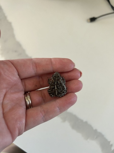Canadian Toad