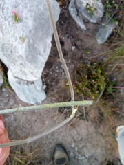 Cynanchum mahafalense