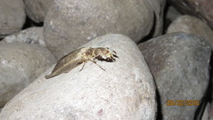 Corydalus bidenticulatus