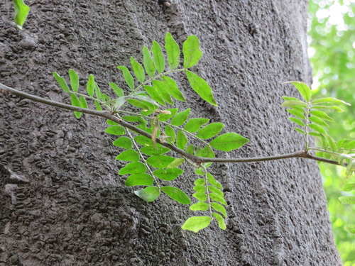 Gleditsia sinensis, photograph 3
