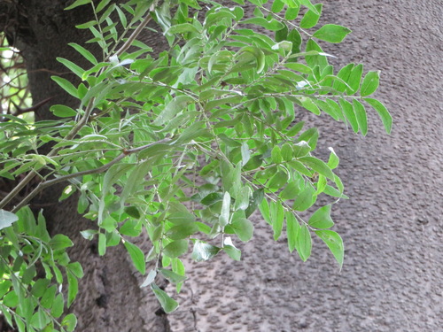 Gleditsia sinensis