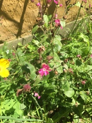 Silene dioica