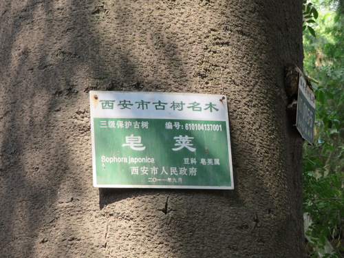 Gleditsia sinensis, photograph 1