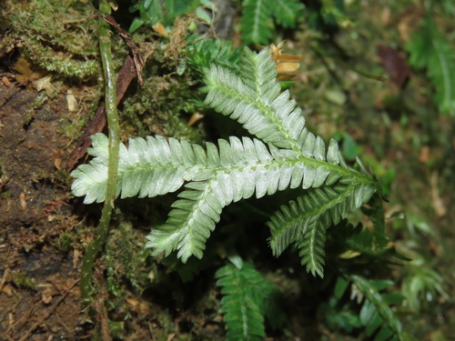 Image of Selaginella doederleinii by (c) chiuluan, some rights reserved (CC BY)