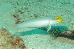 Valenciennea strigata