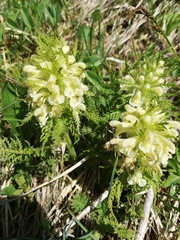 Pedicularis foliosa