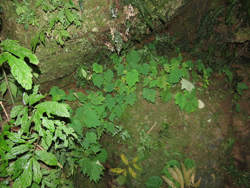 Image of Begonia palmata by (c) chiuluan, some rights reserved (CC BY)
