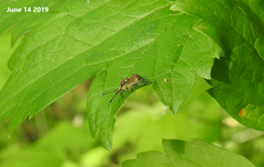 Eurystylus coelestialium