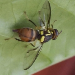 Bactrocera