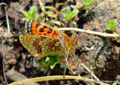 Melitaea sindura