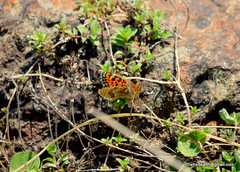 Melitaea sindura