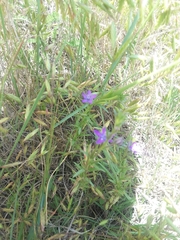 Triodanis leptocarpa