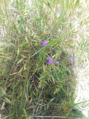 Triodanis leptocarpa