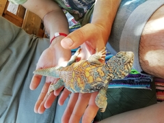 Uromastyx ornata