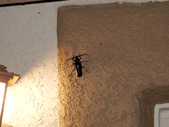 Derobrachus geminatus