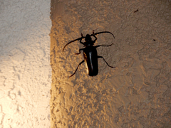 Derobrachus geminatus