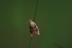 Aleimma loeflingiana