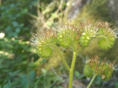 Phacelia nemoralis