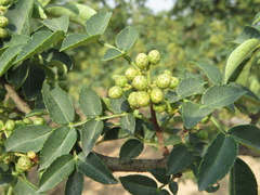 Zanthoxylum bungeanum
