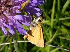Thymelicus sylvestris
