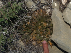 Ariocarpus trigonus