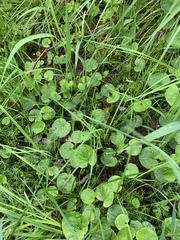Viola palustris