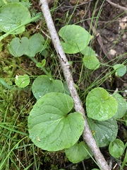 Viola palustris