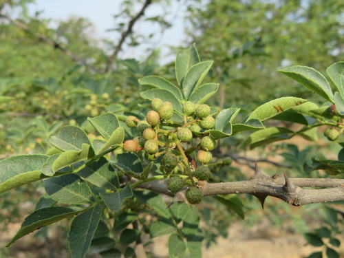Zanthoxylum bungeanum, photograph 4