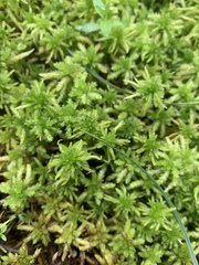 Sphagnum squarrosum