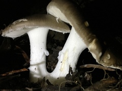 Amanita peltigera