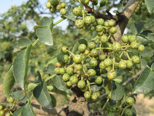 Zanthoxylum bungeanum, photograph 5