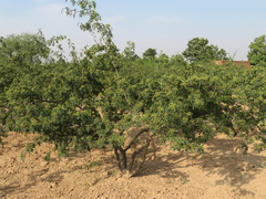 Zanthoxylum bungeanum